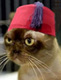 Napoleon's Avatar